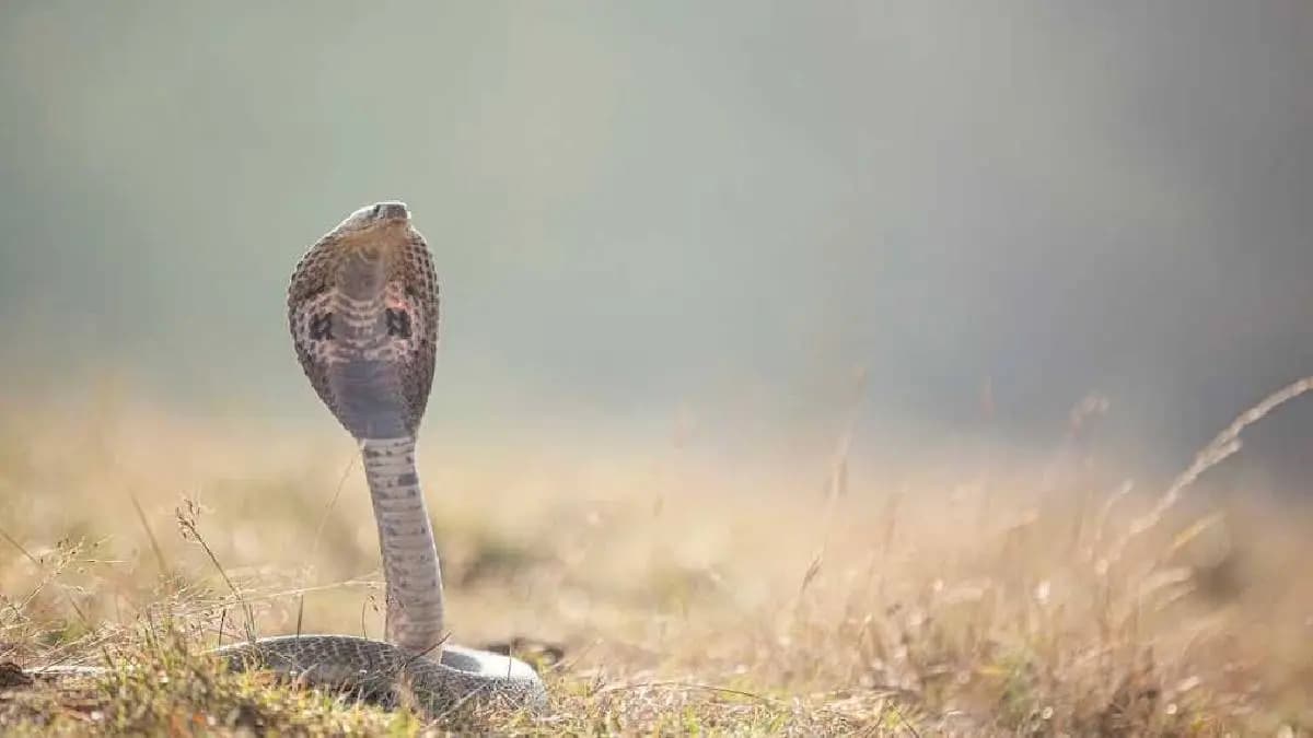Brother Sister Die Of Snakebite As Black Magician Fails To Cure Them