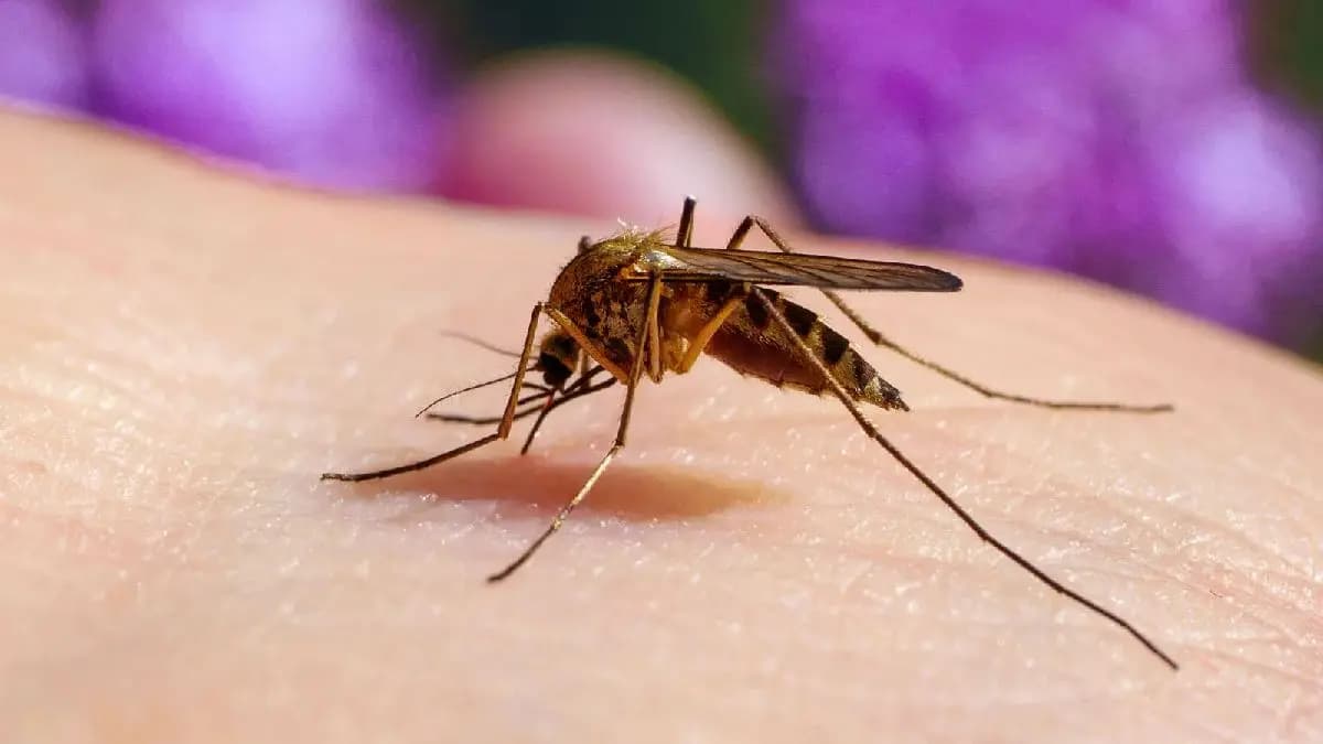 Basil marigold Citronella among Top mosquito repellent plants