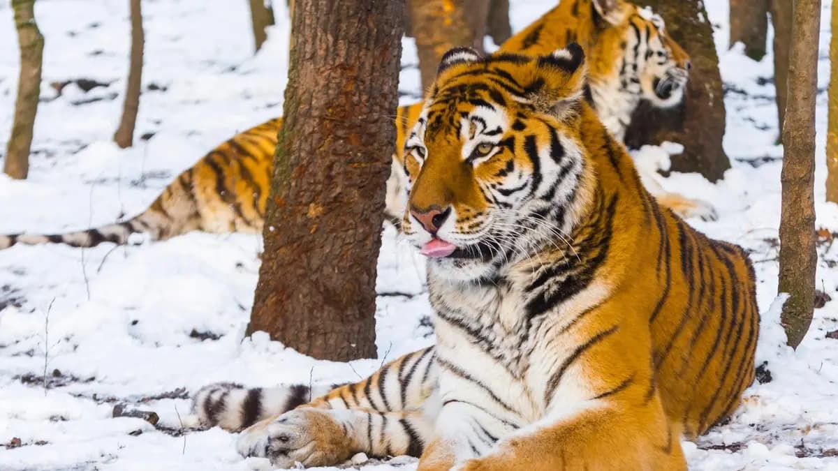 Tigers Reunited After 200-kilometre Journey Through  Forest Gnr