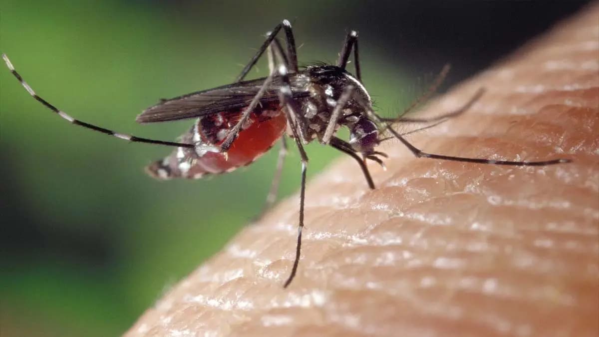 This is the only country on Earth where no mosquitoes and snakes exist