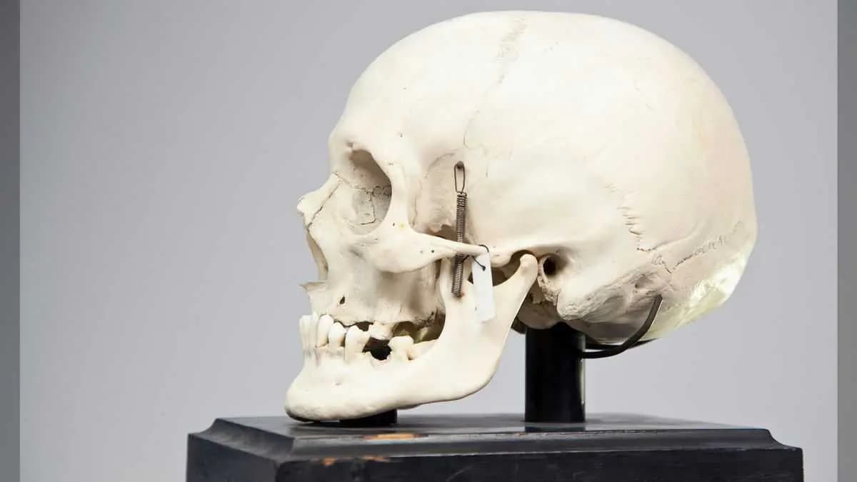 Discovery says that Africa is the birthplace of human evolution gnr