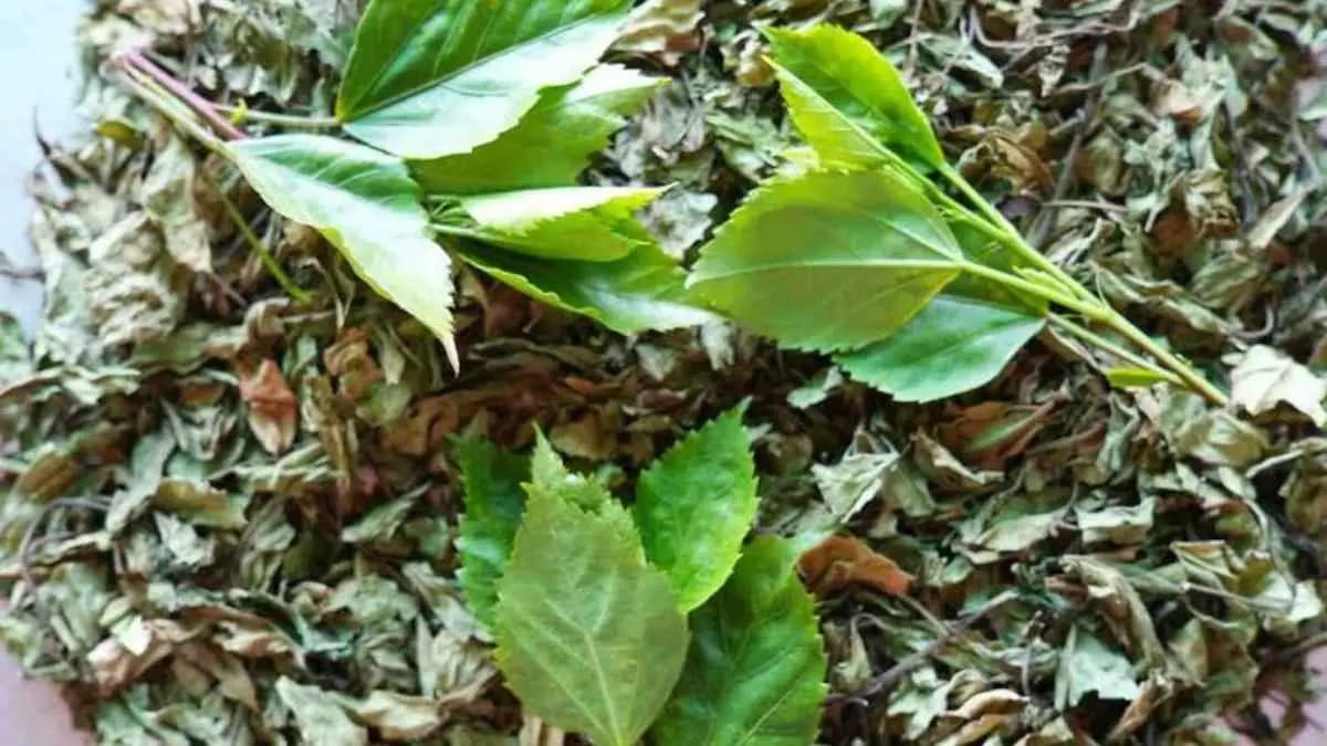 Hibiscus leaves improve your hair growth and can stop hair fall lif