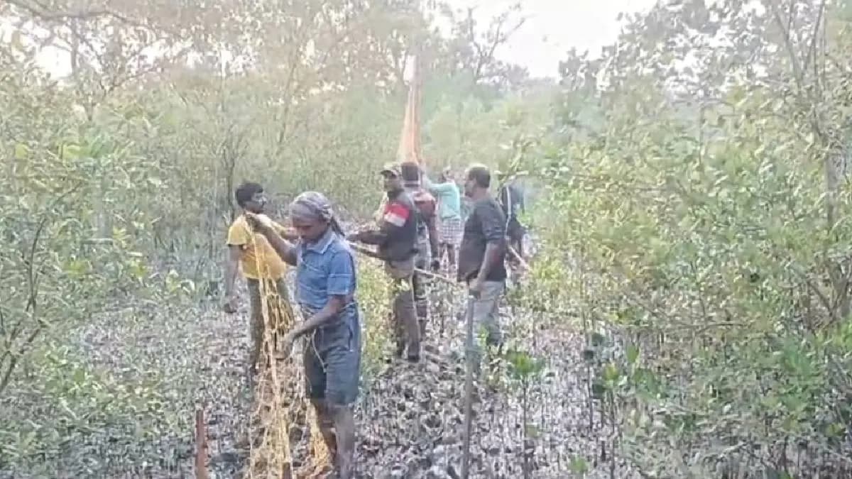 To drive away tiger from maipith forest department starts uproar after sunset gnr
