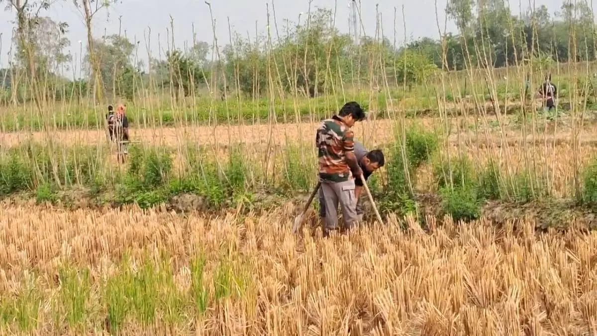 Sundarban tiger in kultali roaming around from one place to another gnr