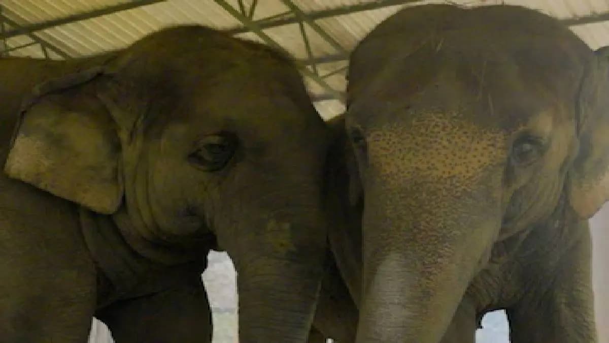 ISKCON Mayapur Two Elephants To Receive Lifelong Care And Support At Vantara