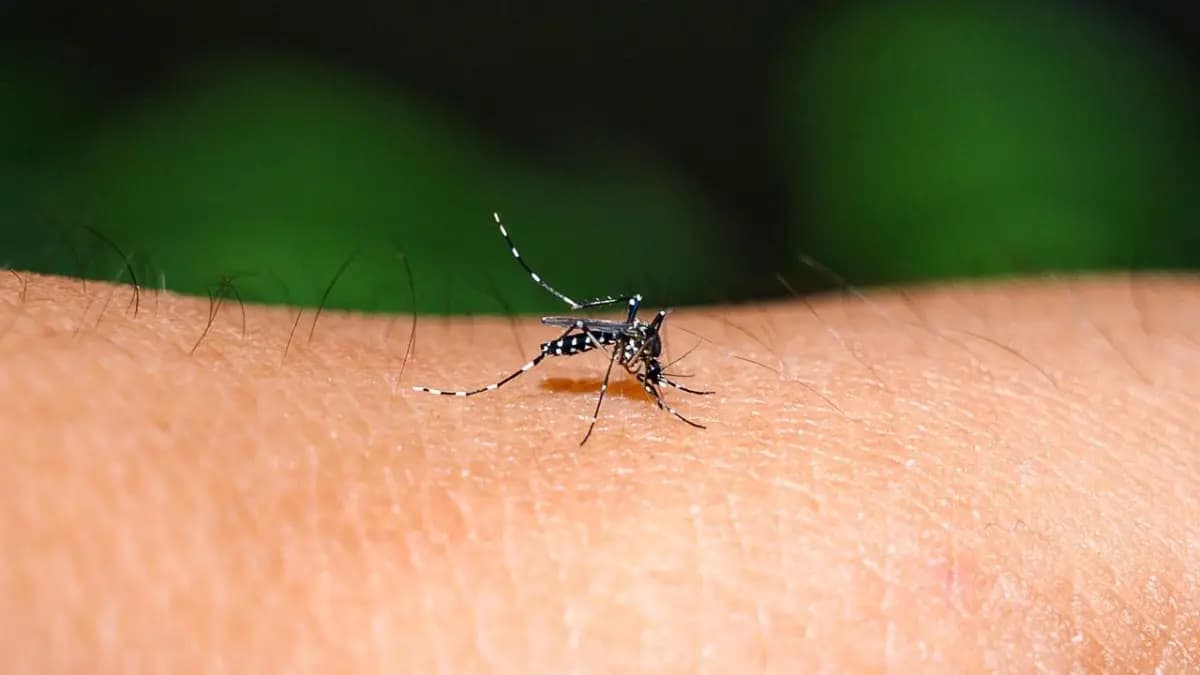 Iceland is the only country where mosquito does not exist