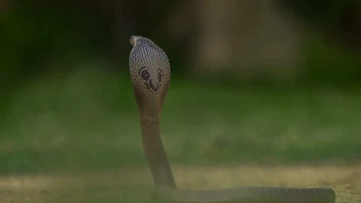 Does snake fall in love a viral incident in Madhya Pradesh created buzz again