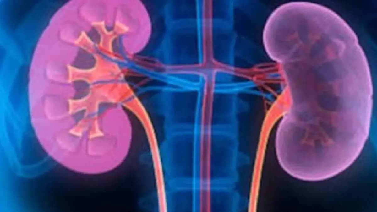 Can eating too much protein damage your kidney