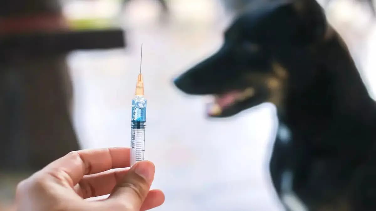 What is the reason behind the crisis of antivenom and anti rabies vaccine in West Bengal