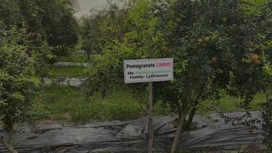 Bankura New Pink Pomegranate grows