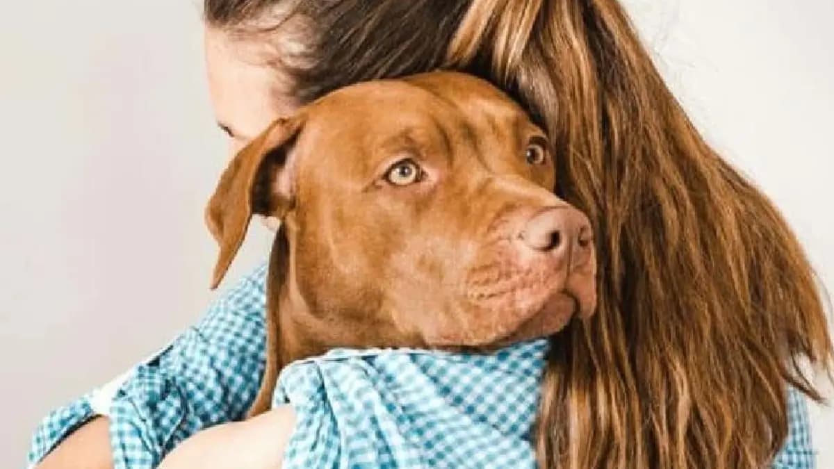 AI will soon be able to translate what your dog or cat is saying 