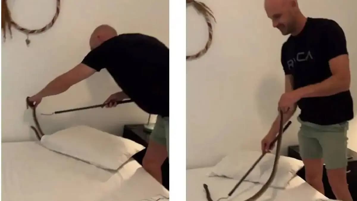 Cape Cobra Venomous Snake Found Under Bed Pillow In South African Home