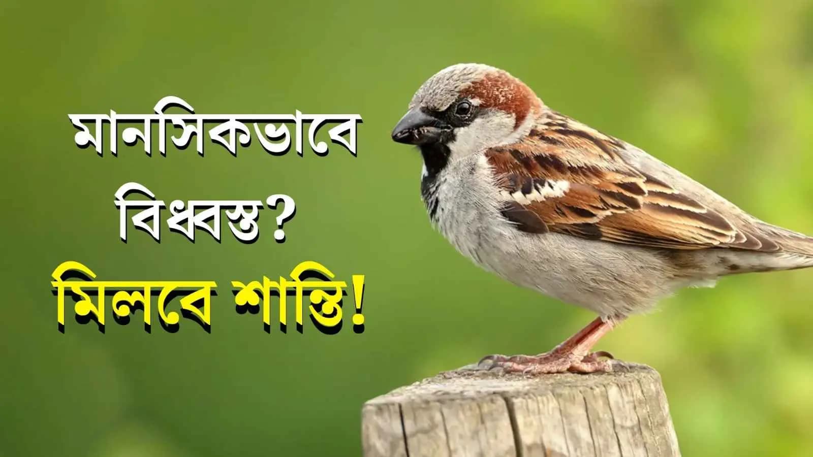 House Sparrow Know as A Symbol of Prosperity and Happiness for Your Home