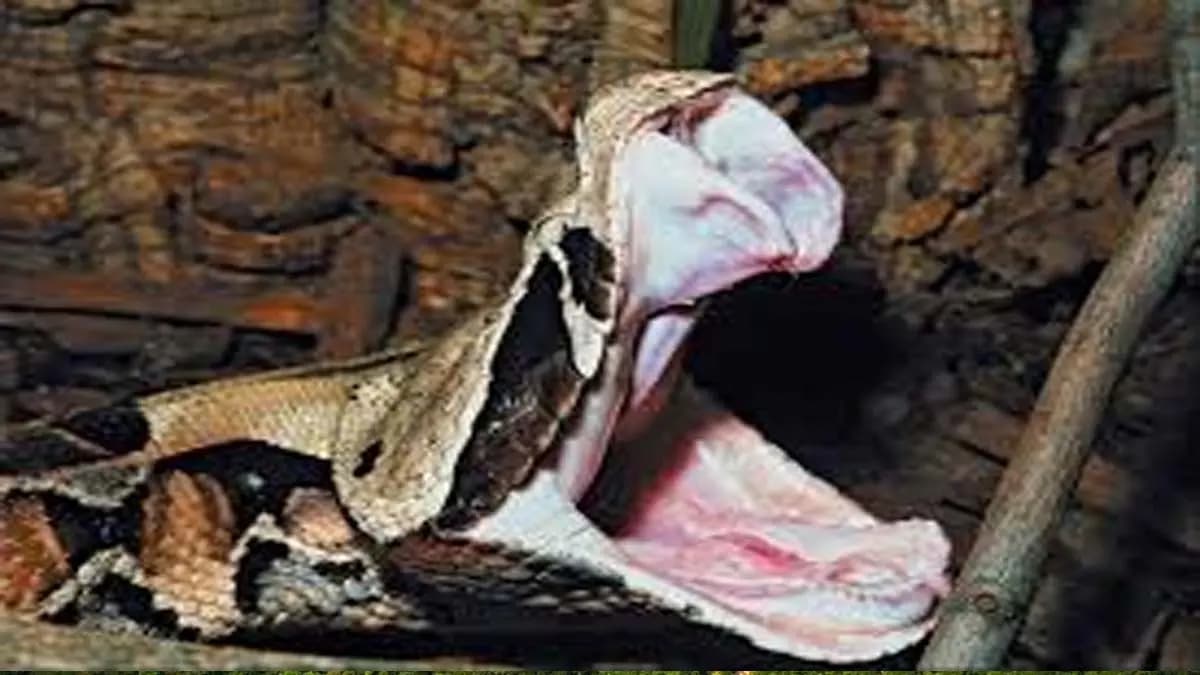 Do you know which snake has the biggest fangs