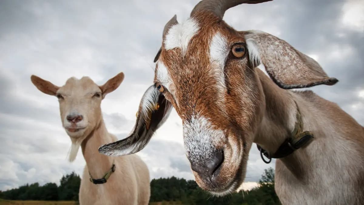 Butchers have a great demand across the state on qurbani Eid day