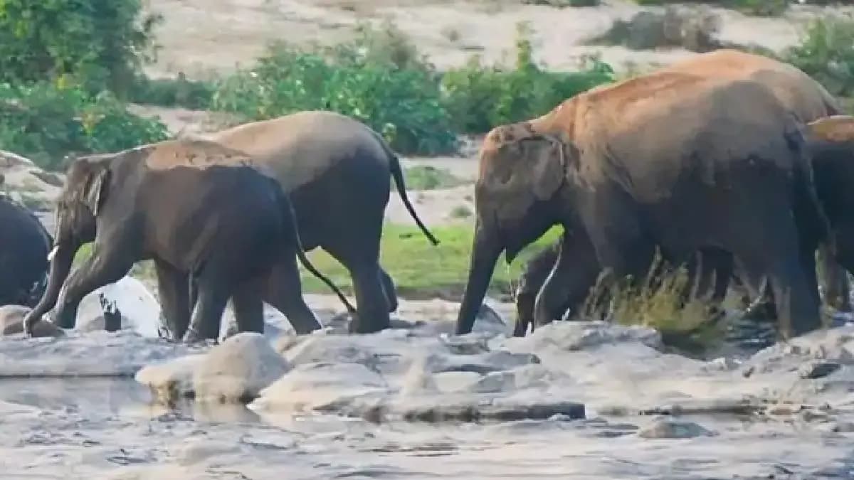 After three month 40 wild elephants change route 
