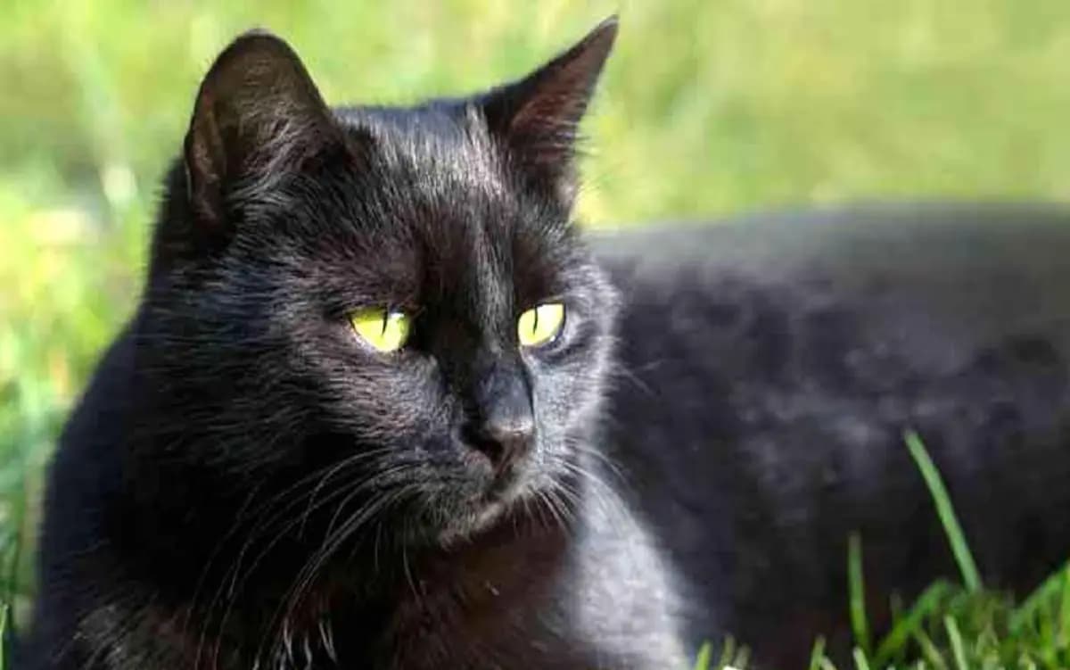 Why black cats are associated with bad luck know the actual reason 