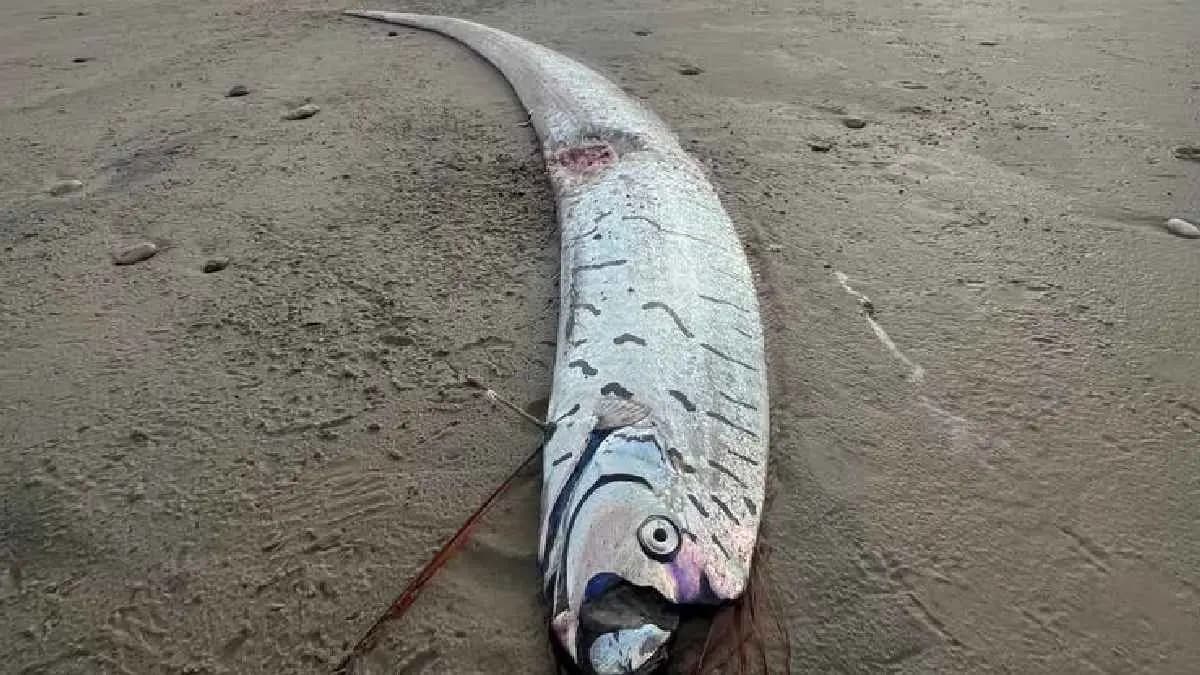 Doomsday oarfish washes up on Tasmania s wild west coast create panic