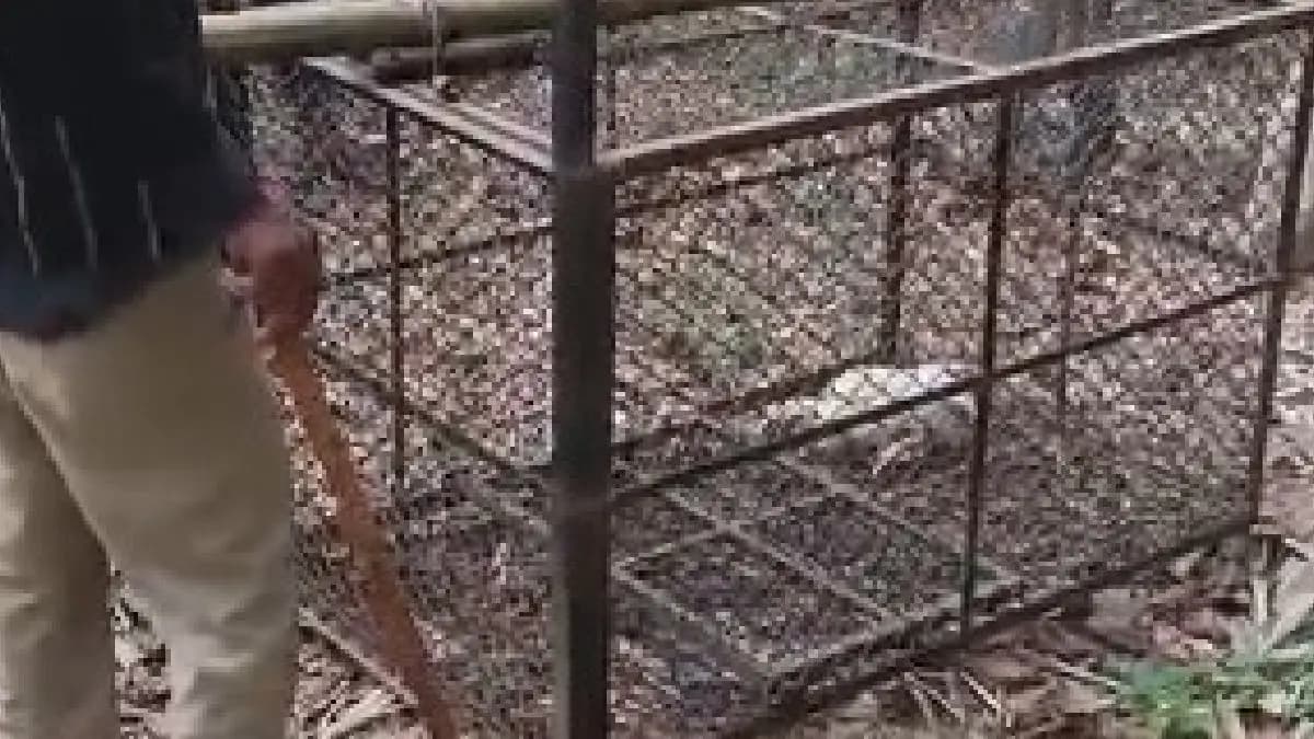 tension Grips Arambagh in Hooghly Amid Tiger Rumors gnr 