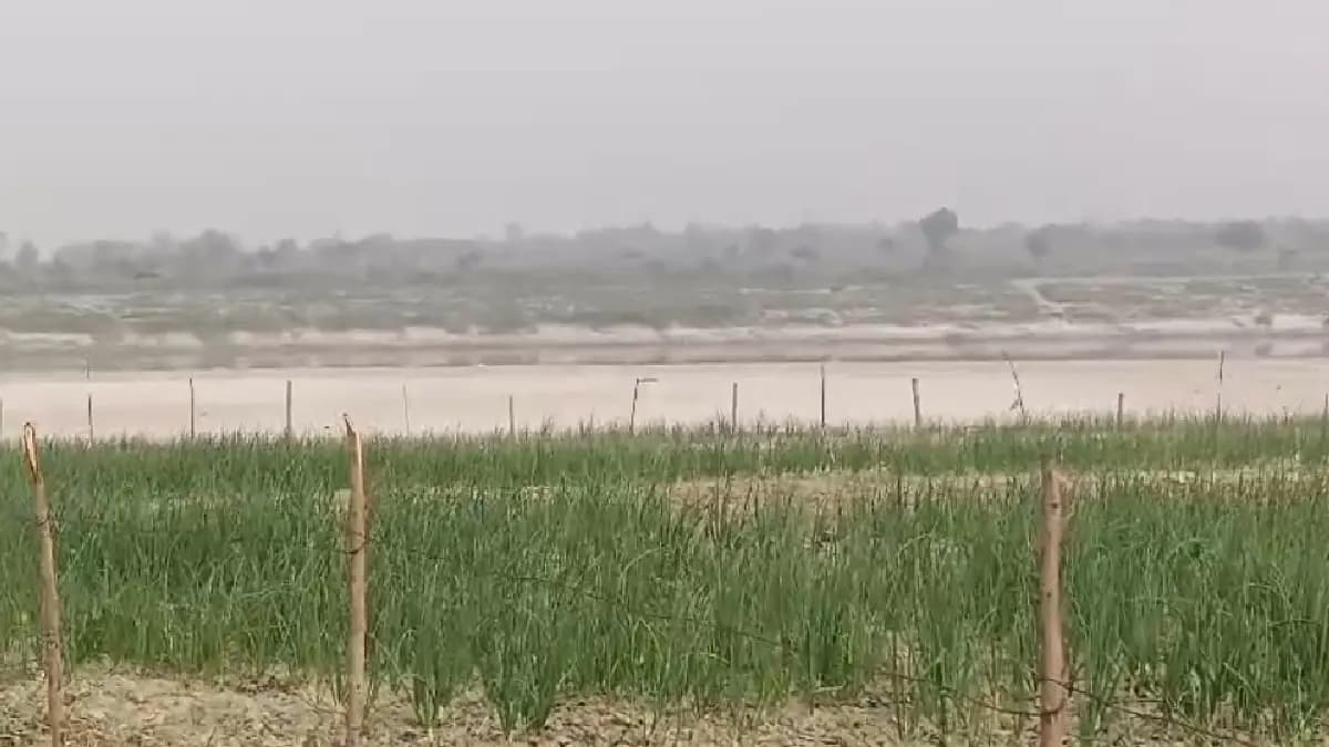 Indian farmers allege their harvest be looted by bangladeshi gnr