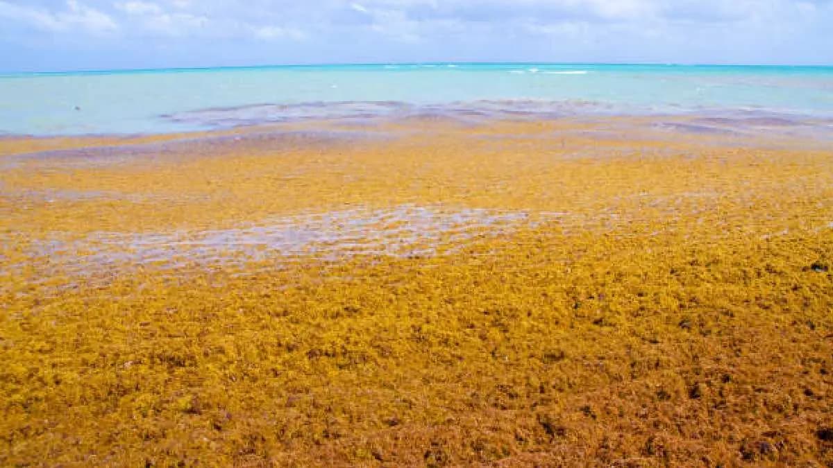 Sargasso Sea on earth that never touches land gnr 
