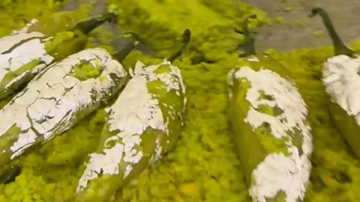 Mirchi Ka Halwa made in marriage house is viral