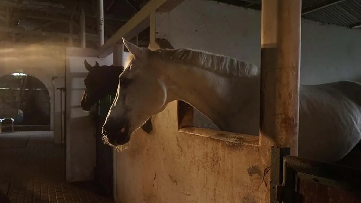 A youth was arrested in Nagpur on charges of physically abusing a horse