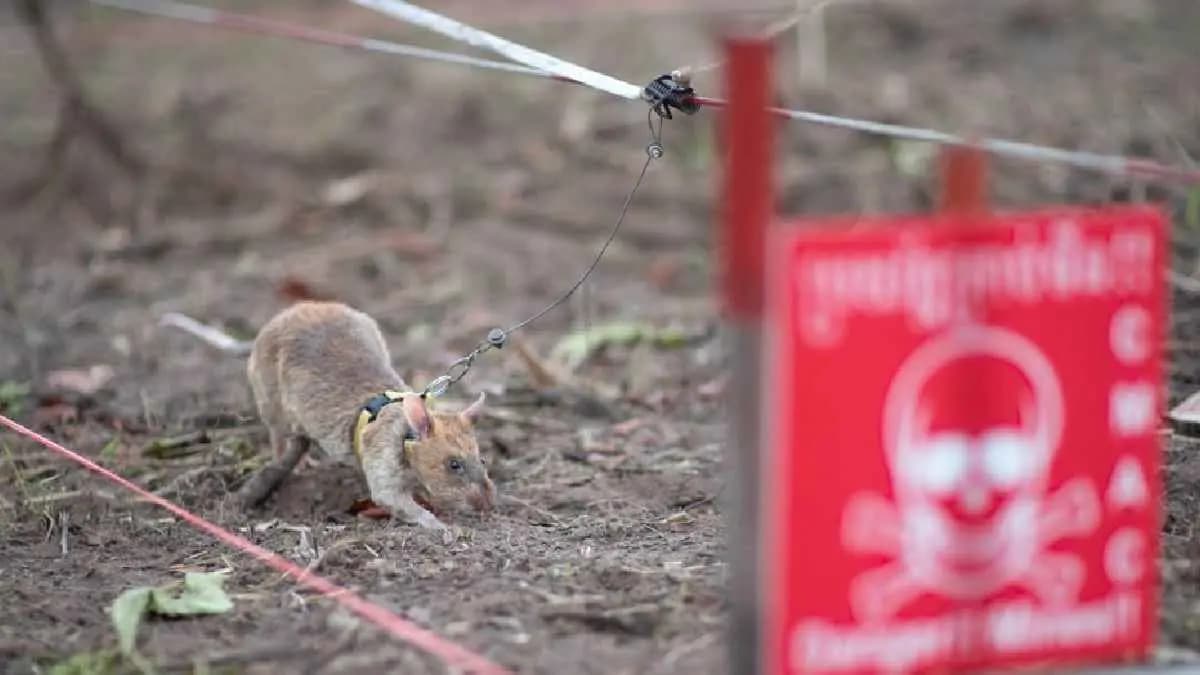The rats feat captivated everyone its name entered the Guinness World Records