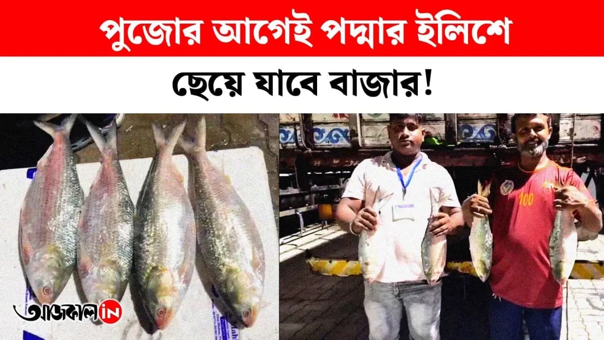 Nearly 1200 Metric Ton Bangladeshi Hilsa Fish Will Available in Kolkata in a Days