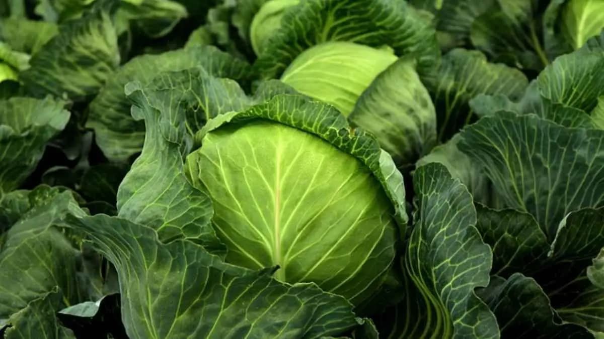 consuming excessive cabbage may be harmful for hypothesis thyroid and many more lif 