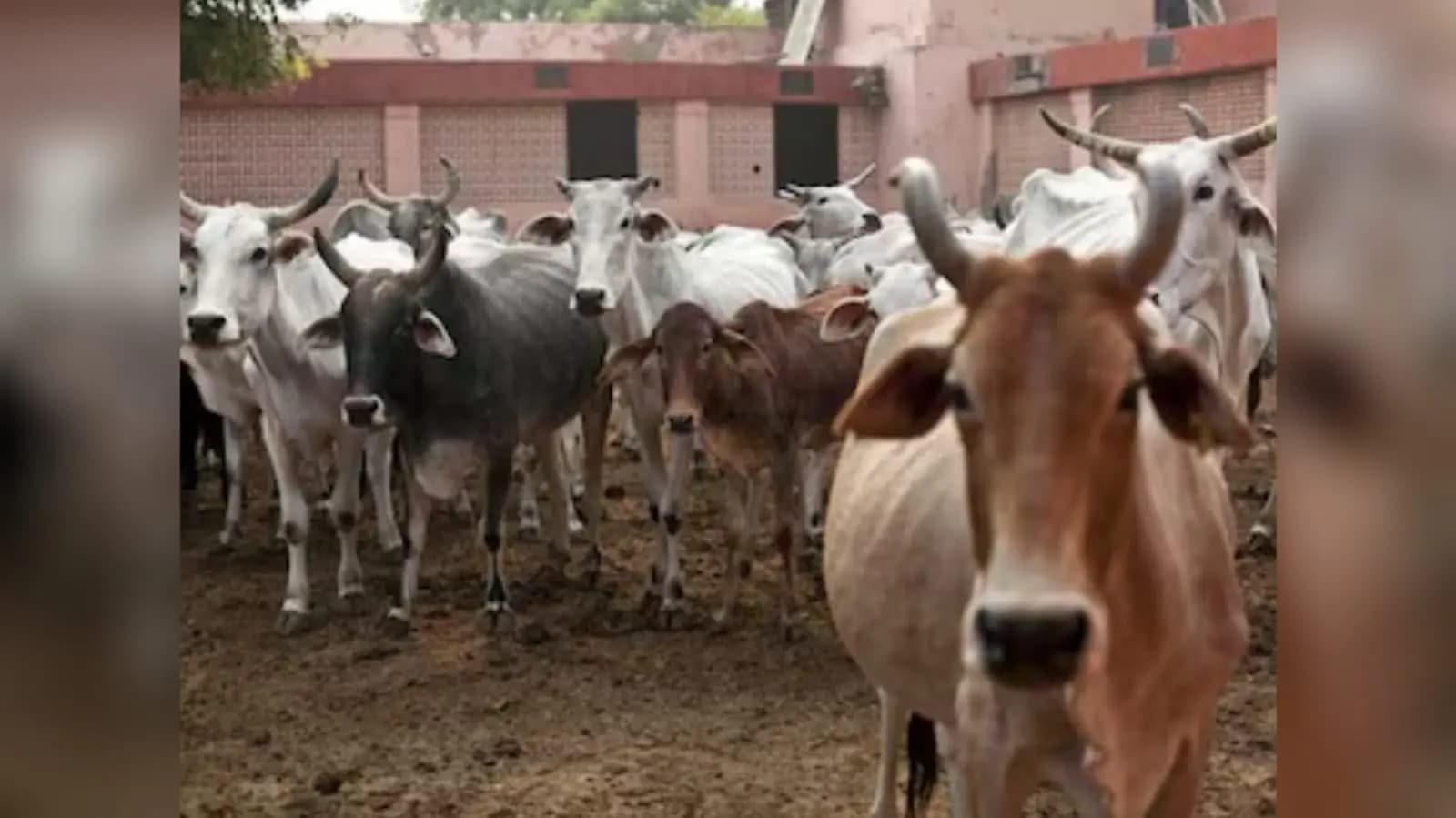 Cow Keepers To Get Credit Cards new scheme for MP Govt_gnr