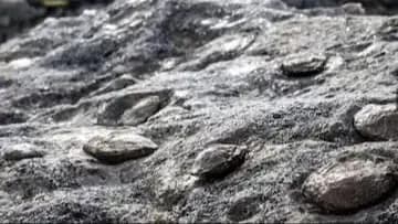 Sleeping With This Baby Rock Under Your Pillow Guarantees Pregnancy, Say Locals in Portugal gnr 