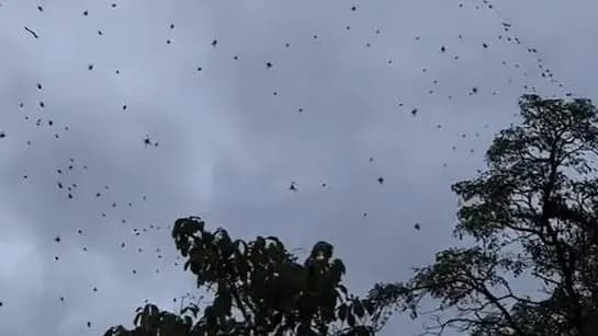 Hundreds Of Spiders Swarming The Sky In Brazil gnr 