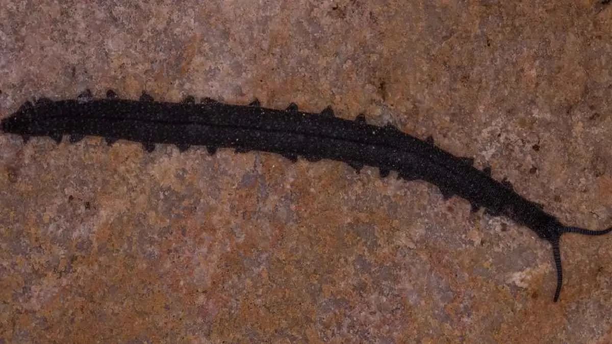 Student discovers ancient Living Fossil underneath rock in South Africa