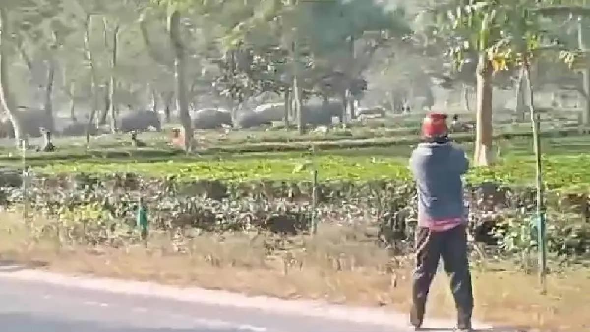 herd of elephant in falakata block gnr