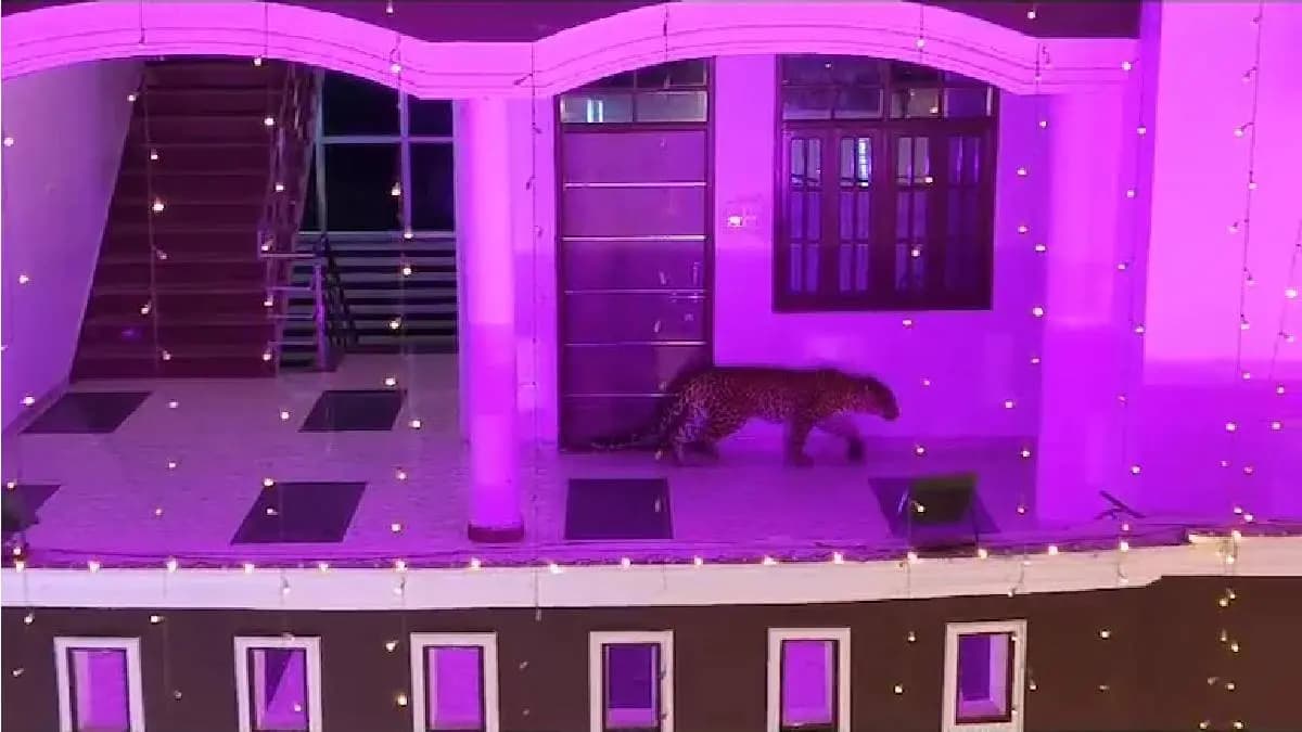 Leopard Gatecrashes Lucknow Wedding gnr