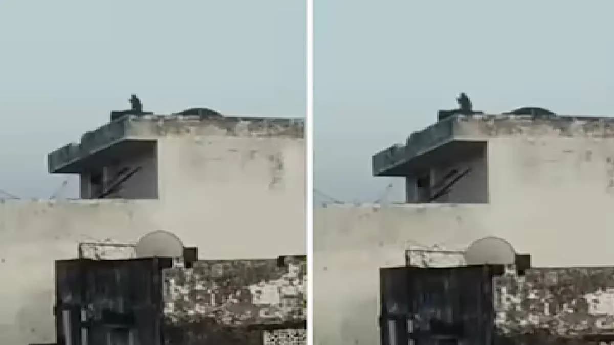 monkeys flying kites in varanasi 