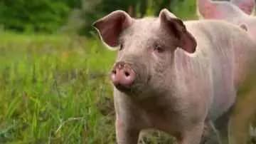 Actor Playing Demon In Ramayana Play Kills Pig On Stage, Eats Raw Meat In Odisha gnr 