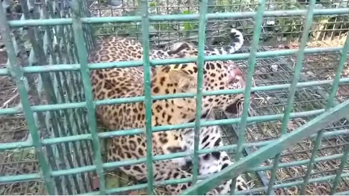 Cheetah Dies in Cage on Way from Tea Garden to Forest 