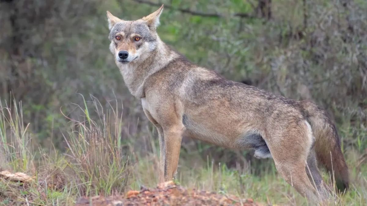 Herol or Indian grey wolf bit 15 gnr