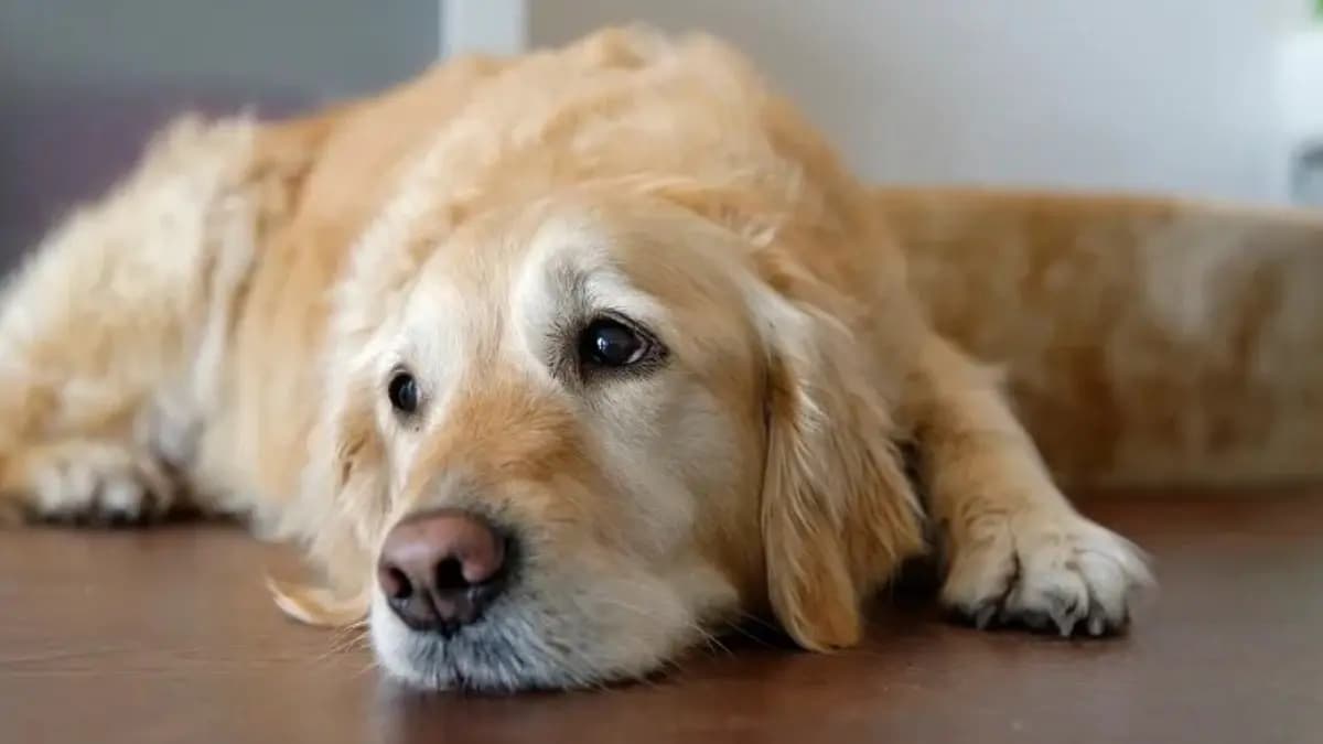 How to take care of your pet in monsoon 