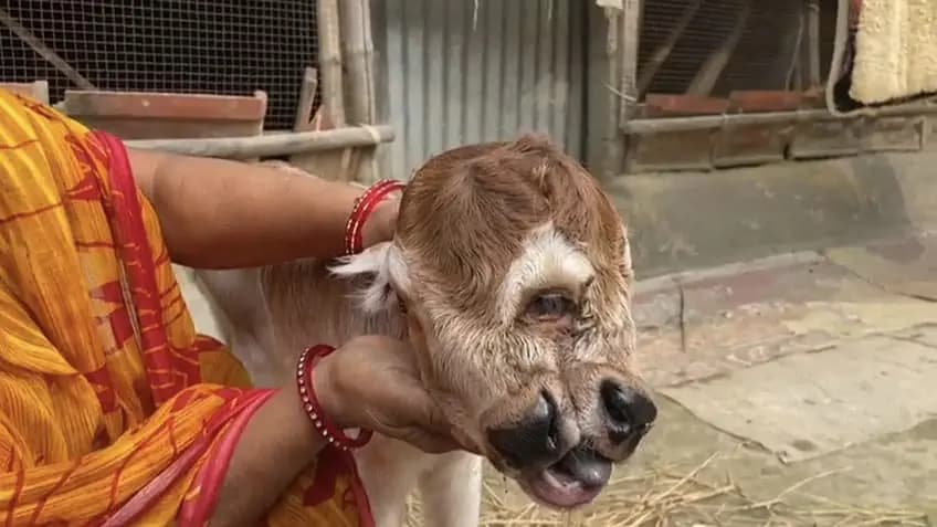People are rushing to pay respect to a different looking calf gnr 