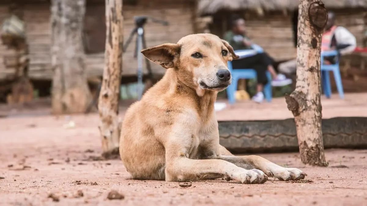 One after another street dog dies in murshidabad gnr