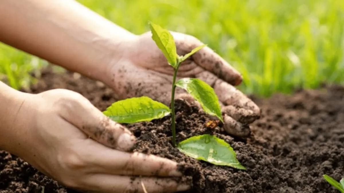 Gardening can heal your mental health problem