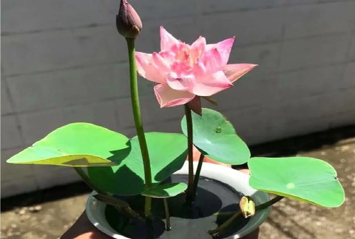 keeping this plant at home will reduce your partner s anger LIF