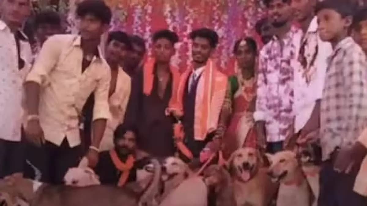 Groom Invites A Pack Of Street Dogs To Wedding