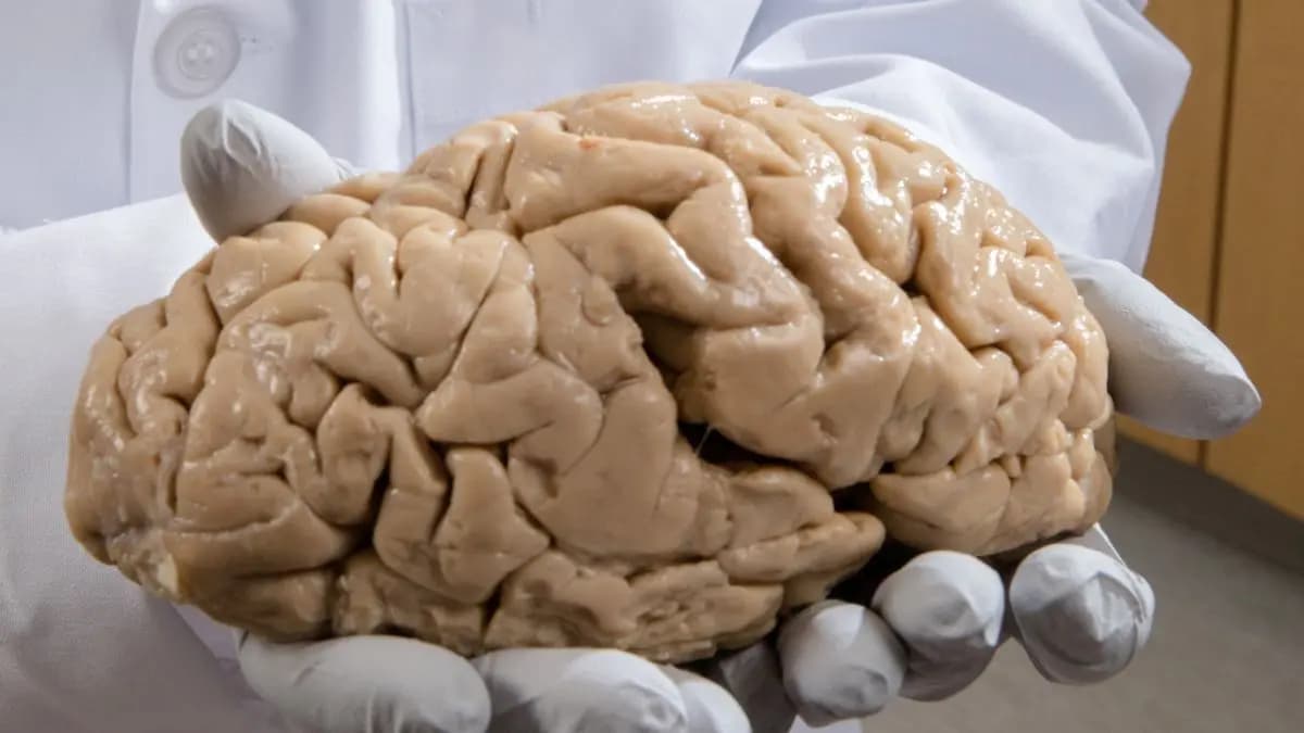 Struggling with navigation and forgetfulness could be the primary symptoms of Alzheimers Disease