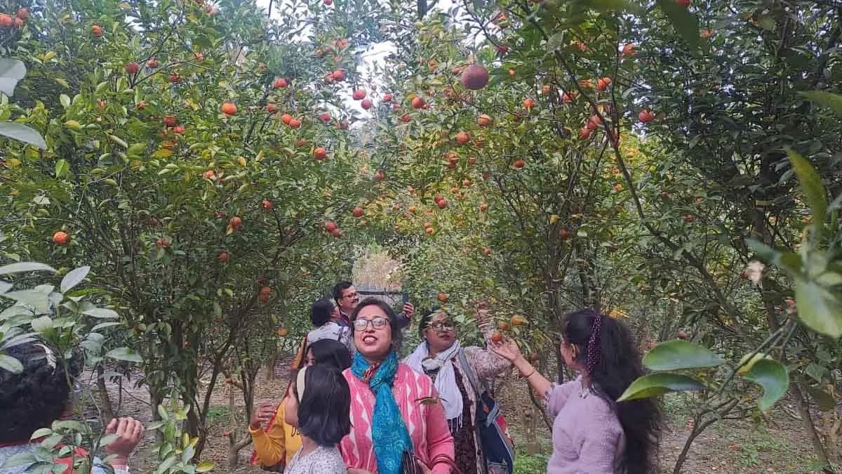 Orange garden of Ashoknagar draws huge attention of tourists gnr
