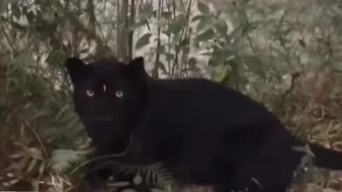 Pitch dark animal with sparkling eyes in Kurseong creats panic