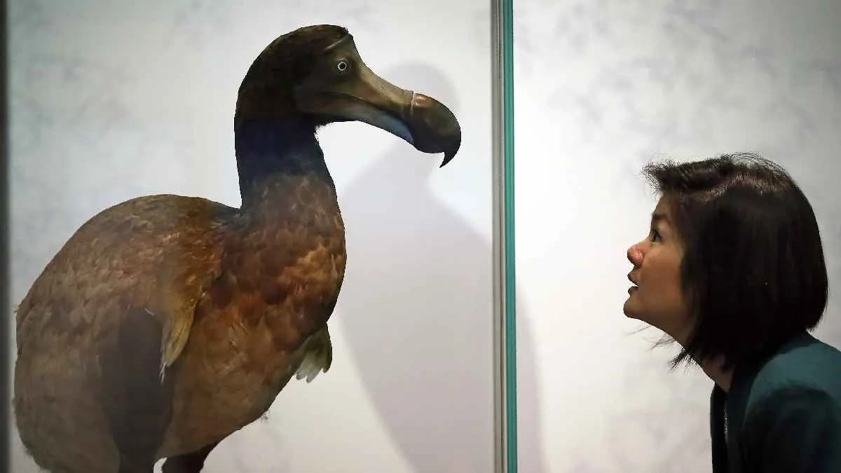 Colossal Biosciences says it has taken a decade to bring back Dodo Bird